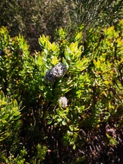 Leucospermum bolusii