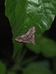Dichromia occatus