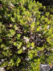 Leucospermum bolusii