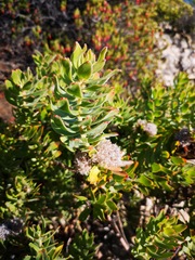 Leucospermum bolusii