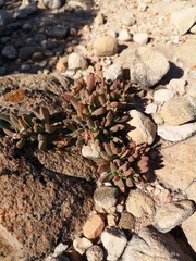 Delosperma guthriei