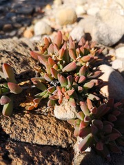 Delosperma guthriei