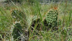 Opuntia polyacantha polyacantha