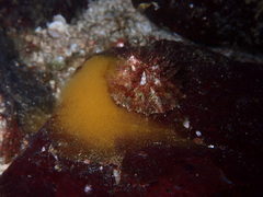 Puncturella cucullata