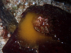 Puncturella cucullata