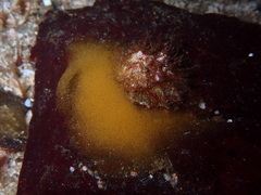 Puncturella cucullata