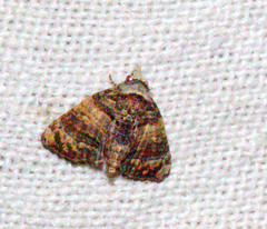 Chlumetia transversa