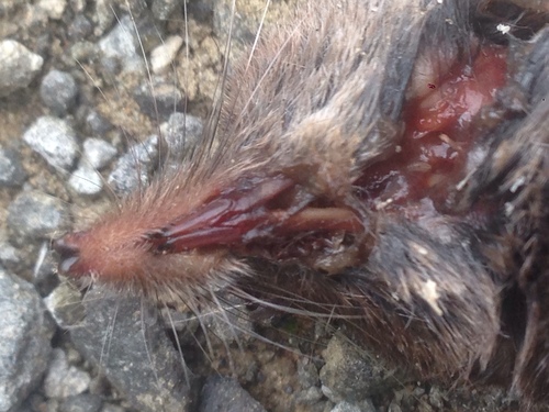 Sorex vagrans