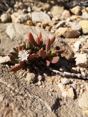 Delosperma guthriei