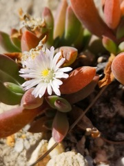 Delosperma guthriei