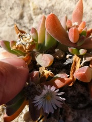 Delosperma guthriei