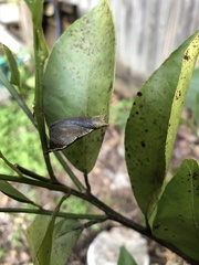 Papilio fuscus capaneus