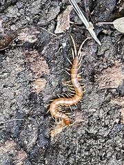 Scolopocryptops gracilis