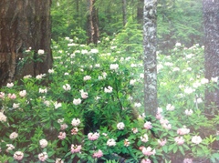Rhododendron