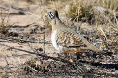 Geophaps scripta scripta