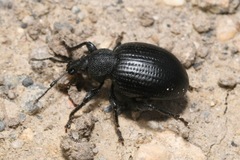 Otiorhynchus orbicularis