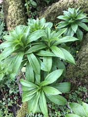 Lilium martagon