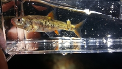 Notropis chiliticus