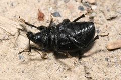 Otiorhynchus orbicularis