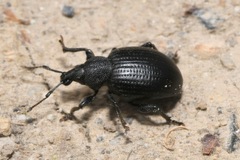 Otiorhynchus orbicularis