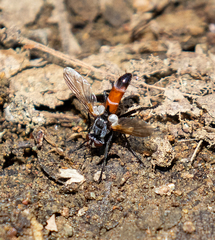 Cylindromyia bicolor