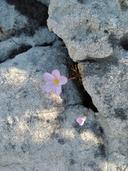 Oxalis polyphylla pentaphylla