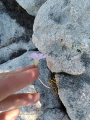 Oxalis polyphylla pentaphylla