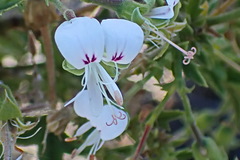 Pelargonium scabrum
