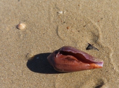 Conus mozambicus