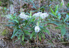 Veronica ligustrifolia