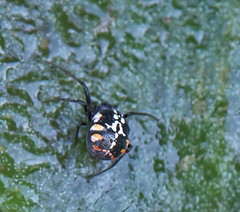 Hypsosinga lithyphantoides