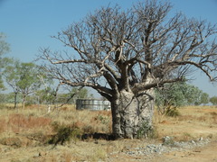 Adansonia gregorii