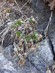 Potentilla fragiformis