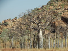 Adansonia gregorii