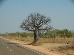 Adansonia gregorii