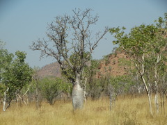 Adansonia gregorii