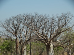 Adansonia gregorii