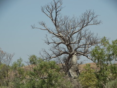 Adansonia gregorii