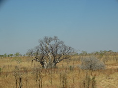 Adansonia gregorii