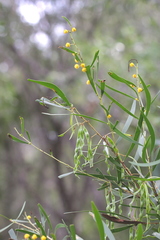 Acacia simsii