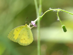 Eurema alitha