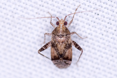 Phytocoris breviusculus