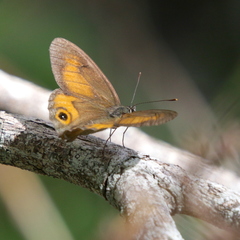 Hypocysta irius