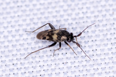 Spanagonicus albofasciatus