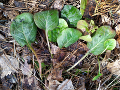 Pyrola rotundifolia