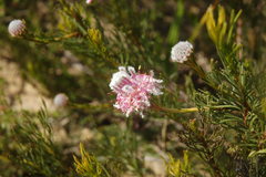 Serruria furcellata