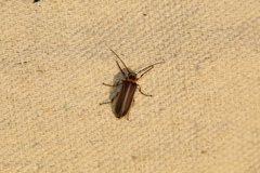 Pseudozonitis labialis