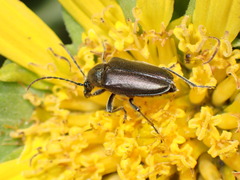 Brachysomida californica