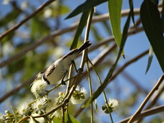 Cissomela pectoralis