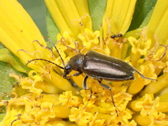 Brachysomida californica